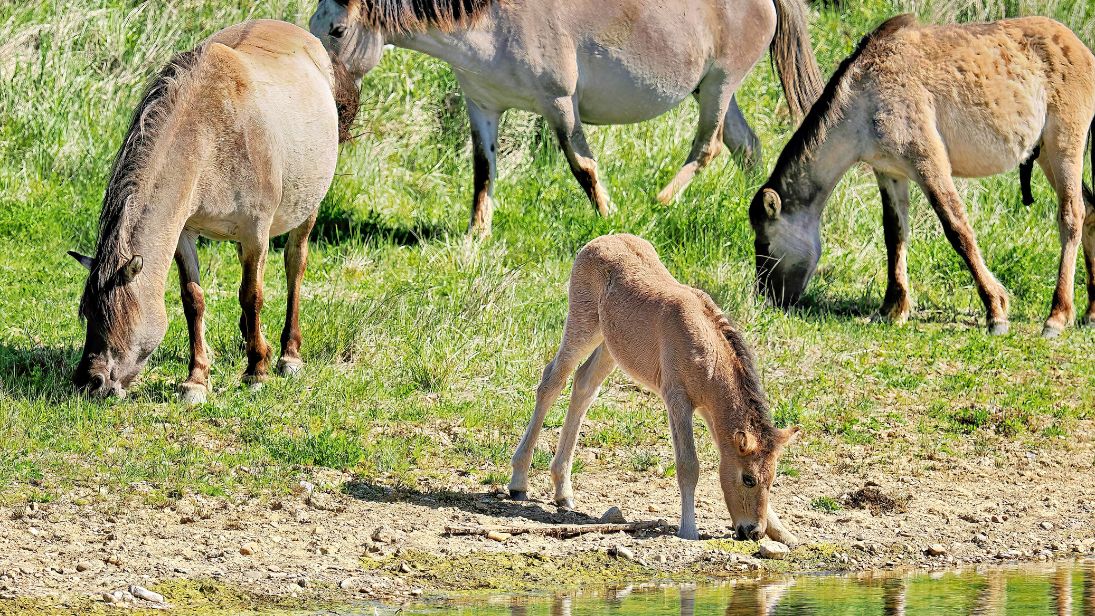 Die Konik-Ponys auf der Sophienhöhe leben ganzjährig im Freien. Seit Frühjahr 2026 gehört auch ein Fohlen zur kleinen Herde. © Sven von Loga